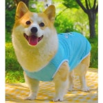 강아지 큐트 메쉬 쿨링 나시티 스카이 1P 티셔츠 쿨링나시티 반려견메쉬나시티