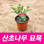 산초나무 산초묘목