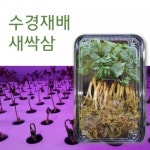 인제 수경재배 새싹삼 3팩 로컬푸드