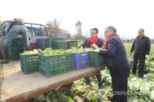 배추 수확 돕는 이상욱 농업경제대표이사