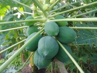 성주군 아열대 과수 바나나·파파야 재배 성공
