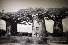 신미식 사진작가 바오밥나무 사진전 개최