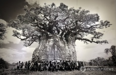 신미식 사진작가 바오밥나무 사진전 개최