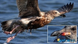 한국사진기자협회, 이달의 보도사진상-