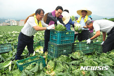 배추수확작업 돕는 이상욱 대표이사