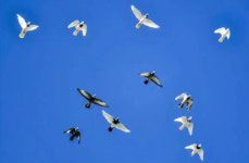 "비둘기한테 미쳤다"… 95마리 뇌물 챙긴 前 공무원, 징역 10년