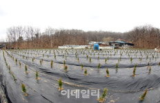 LH사태 불똥…금융당국, 제2금융권·토지대출 조인다