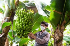 겨울 영하 20도 원주 역발상 “바나나·커피 키워 1.5억 벌었다”
