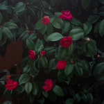 갤러리 희 개관 초대전-황찬수 양희 이종학 전상근 4인전