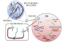 명지대 박노경 교수팀, RNA 간섭 효율 높이는 나노 반응체 개발
