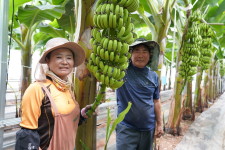 친환경 바나나, 전남 해남·강진 