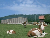 유럽의 현대건축을 말하다. ⑥스위스 로잔 `ETABLE DE LIGNIERE `