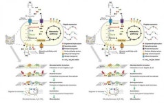 전남대 염수진·윤철호 교수팀,플라스틱 분해 메커니즘 제시