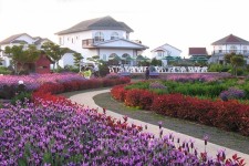 제주 허브동산, 보랏빛 물결로 파도치는 라벤더 축제 개최