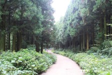 제주도힐링여행걷기 좋은 사려니숲길