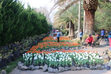 3월 제주도여행 싱그러운 꽃축제를 만나는 한림공원