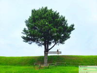 [제주도 명소/ 제주도 가볼만한곳] 인생샷 사진찍기 좋은곳: 항파두리항몽유적지,나홀로나무