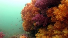 투어 제주도 2020 (3박4일) 오픈워터 어드밴스트 펀 스페셜티 스쿠버 다이빙 문섬 숲섬 범섬 : 센트라쿠아