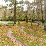 제주 한림공원 / 제주도 서쪽 한림 관광지 수목원 식물원 : 브이패스