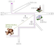 뉴레파아가리쿠스 | 아가리쿠스 버섯농장