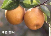 뉴초원건강원 | 한국건강원