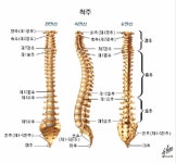 왕평척추교정원 | 송운척추교정원