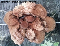 뉴초원건강원 | 한국건강원