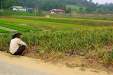 야채부라더원종점 | 더부라더 야채가게