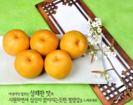 정암산배농원 | 낙산배농원
