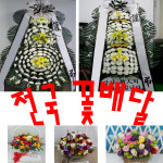 현대꽃화원;청송잔디 | 현대화원