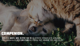 컴페니언