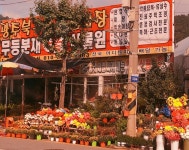 새봄분재꽃식물원 | 무등분재꽃식물원