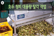 호두붐 봉화산역 | 봉화알꽉찬호두