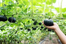 Foto aus Naver-Suchergebnissen 5