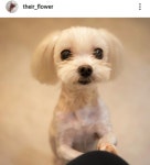 그대쉴꽃