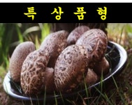 지윈도우