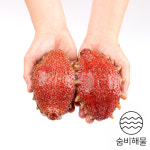 숨비 영어조합법인
