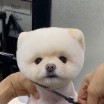 펫살롱 헤아림