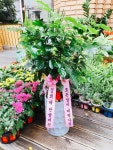 원주민꽃농원
