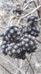 산마을영농조합법인 하람농원 | 산뜰농원