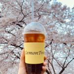 우석대레몬트리야외점 | 우석대 레몬트리