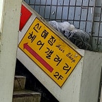신혜정헤어갤러리