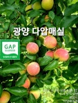 다압매실원