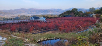 지구별블루베리팜 | 지리산블루베리팜