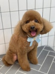 하이몽