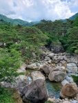 약손산삼농원 | 신농산삼약초농원
