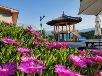 약손산삼농원 | 신농산삼약초농원