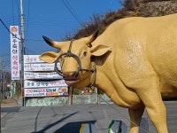 거송식육식당,거송한우직판장 | 한우축산 식육식당