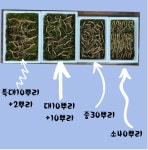 삼순이네(5호) | 강원도 삼순이네 산삼농장