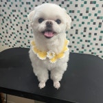 설이네펫살롱 | 설이네 펫살롱